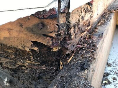 Professional water damage restoration services in Cincinnati - Dry Guard Solutions